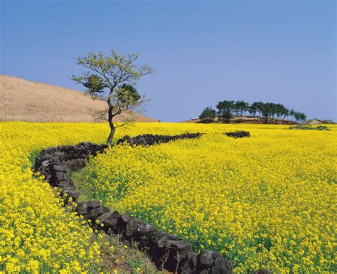 제주도 유채꽃, 바람이 전하는 노래